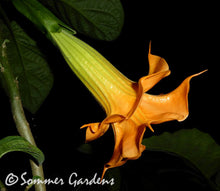 Brugmansia 'Sunset Jubilee' - Hybrid Angel Trumpet Plant
