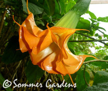 Brugmansia 'Sunset Jubilee' - Hybrid Angel Trumpet Plant