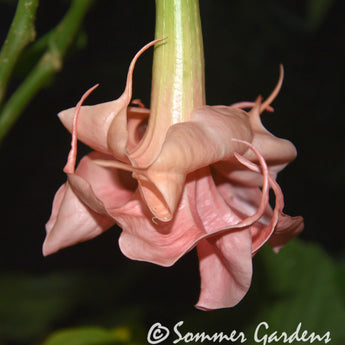 Brugmansia 'Pink Delicious' - Hybrid Angel Trumpet Plant