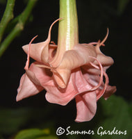 Brugmansia 'Pink Delicious' - Hybrid Angel Trumpet Plant
