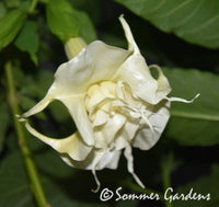 Brugmansia 'Snow Angel' - Unrooted Cuttings