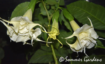 Brugmansia 'Snow Angel' - Hybrid Angel Trumpet Plant