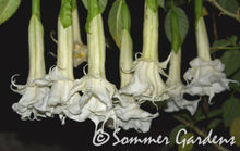 Brugmansia 'Moonlight Dancer' - Hybrid Angel Trumpet Plant