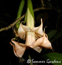 Brugmansia 'Orange Julius' - Hybrid Angel Trumpet Plant