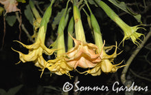 Brugmansia 'Orange Julius' - Hybrid Angel Trumpet Plant