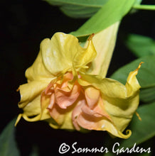 Brugmansia 'Sommer's Centennial Belle' - Unrooted Cuttings