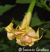 Brugmansia 'Sommer's Centennial Belle' - Unrooted Cuttings