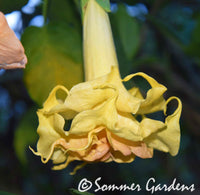 Brugmansia 'Sommer's Centennial Belle' - Hybrid Angel Trumpet Brugie Starter Plant
