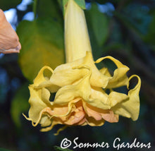 Brugmansia 'Sommer's Centennial Belle' - Hybrid Angel Trumpet Plant