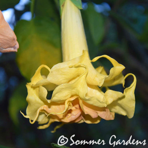 Brugmansia 'Sommer's Centennial Belle' - Hybrid Angel Trumpet Plant