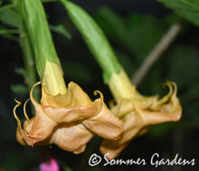 Brugmansia 'Orange Marmalade' - Hybrid Angel Trumpet Plant