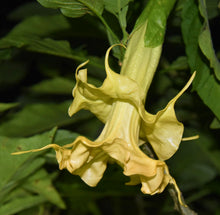 Brugmansia 'Orange Marmalade' - Hybrid Angel Trumpet Plant