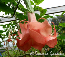 Brugmansia 'Salmon Perfection' - Unrooted Cuttings