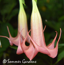 Brugmansia 'Pink Spider' - Hybrid Angel Trumpet Plant