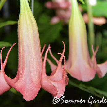 Brugmansia 'Pink Spider' - Unrooted Cuttings