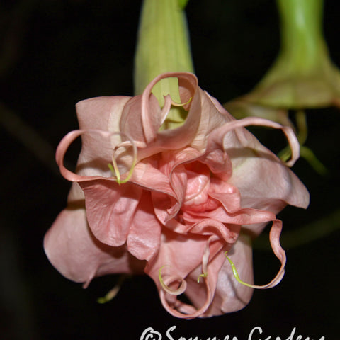 Brugmansia 'Shirley Temple' - Hybrid Angel Trumpet Plant
