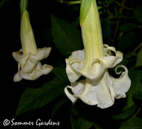 Brugmansia 'Sommer Breeze' - Hybrid Angel Trumpet Plant