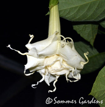 Brugmansia 'Sommer Dreams' - Unrooted Cuttings