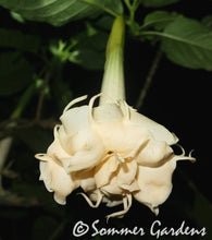Brugmansia 'Sommer Dreams' - Unrooted Cuttings