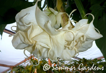 Brugmansia 'Sommer Dreams' - Hybrid Angel Trumpet Plant