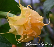 Brugmansia 'Sommer Gold' - Hybrid Angel Trumpet Plant