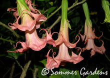 Brugmansia 'Sommer Lady' - Hybrid Angel Trumpet Plant
