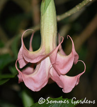 Brugmansia 'Sommer Lady' - Hybrid Angel Trumpet Plant