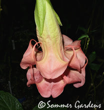 Brugmansia 'Sommer Lady' - Hybrid Angel Trumpet Brugie Starter Plant