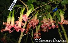 Brugmansia 'Sommer Lady' - Hybrid Angel Trumpet Brugie Starter Plant
