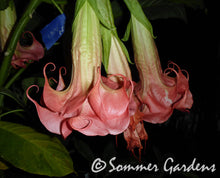 Brugmansia 'Sommer Lady' - Unrooted Cuttings