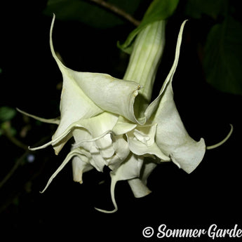 Brugmansia 'Sommer Love' - Hybrid Angel Trumpet Plant