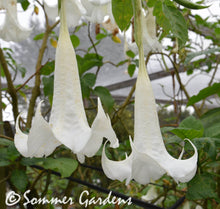 Brugmansia 'Sommer Moon' - Hybrid Angel Trumpet Plant