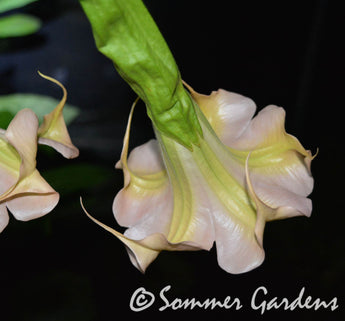 Brugmansia 'Sommer Peach' - 3 Unrooted Cuttings