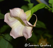 Brugmansia 'Sommer Peach' - Hybrid Angel Trumpet Plant