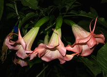 Brugmansia 'Sommer Peach' - Hybrid Angel Trumpet Plant