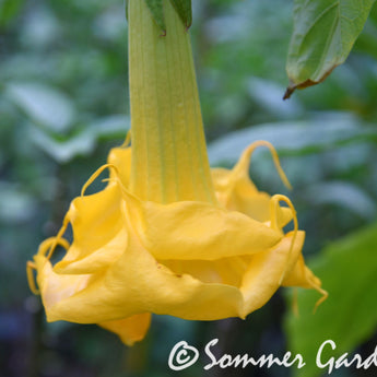 Brugmansia 'Sommer Sun' - Hybrid Angel Trumpet Plant