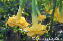 Brugmansia 'Sommer Sun' - Hybrid Angel Trumpet Brugie Starter Plant