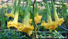 Brugmansia 'Sommer Sun' - Hybrid Angel Trumpet Brugie Starter Plant