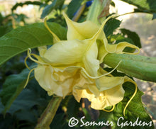 Brugmansia 'Sommer Sunrise' - Hybrid Angel Trumpet Brugie Starter Plant