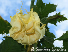 Brugmansia 'Sommer Sunrise' - Hybrid Angel Trumpet Plant