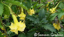 Brugmansia 'Sommer Sunrise' - Hybrid Angel Trumpet Plant
