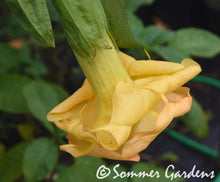 Brugmansia 'Sundancer' - Hybrid Angel Trumpet Plant