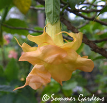 Brugmansia 'Sundancer' - Hybrid Angel Trumpet Plant