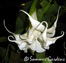 Brugmansia 'Sweet Fantasie' - Hybrid Angel Trumpet Plant