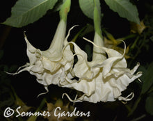 Brugmansia 'Sweet Fantasie' - Hybrid Angel Trumpet Plant