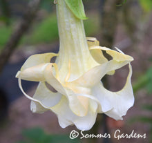Brugmansia 'Swingtime Lady' - Hybrid Angel Trumpet Plant