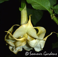 Brugmansia 'Swingtime Lady' - Hybrid Angel Trumpet Plant