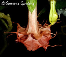 Brugmansia 'Theas Liebling' - Hybrid Angel Trumpet Plant