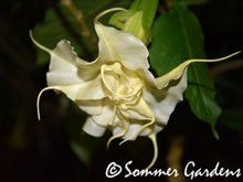 Brugmansia 'White Magic' - Hybrid Angel Trumpet Plant