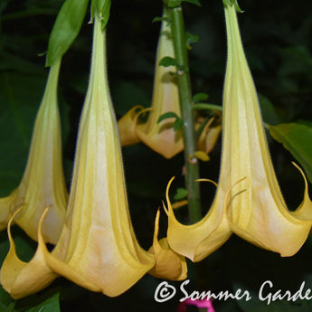 Brugmansia 'Golden Ballerina' - Unrooted Cuttings